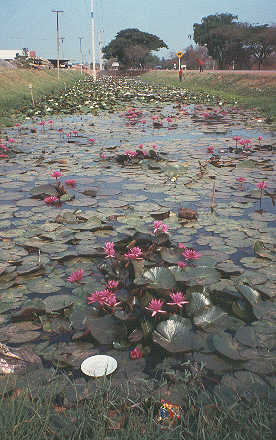 Attention de ne pas confondre lotus et nnuphar!