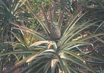 Quand je pense que j'aimais les ananas en bote....