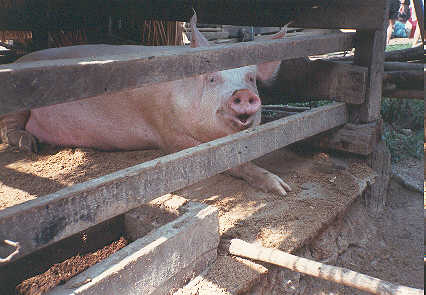 Quel gros cochon....
